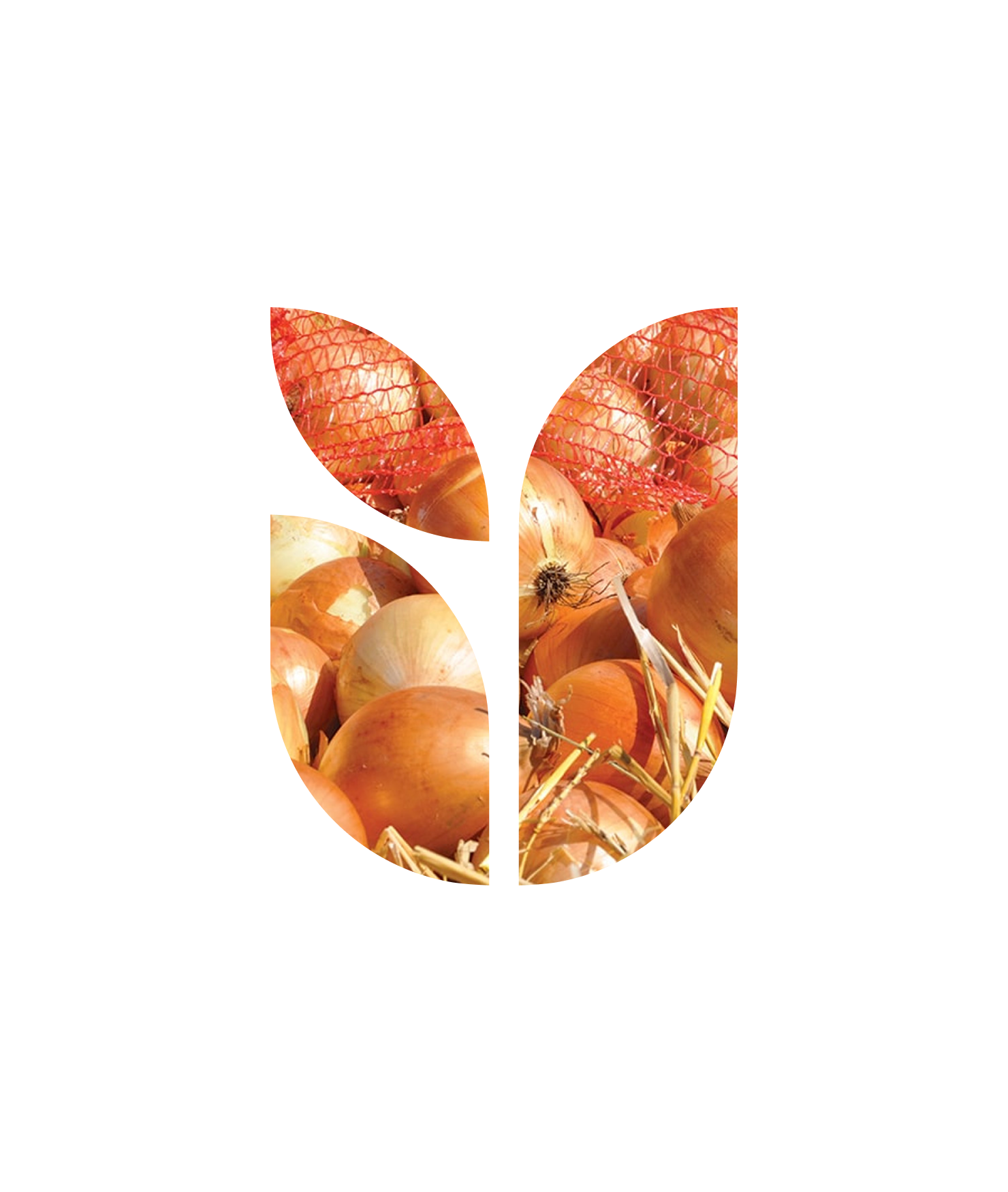 Цибуля